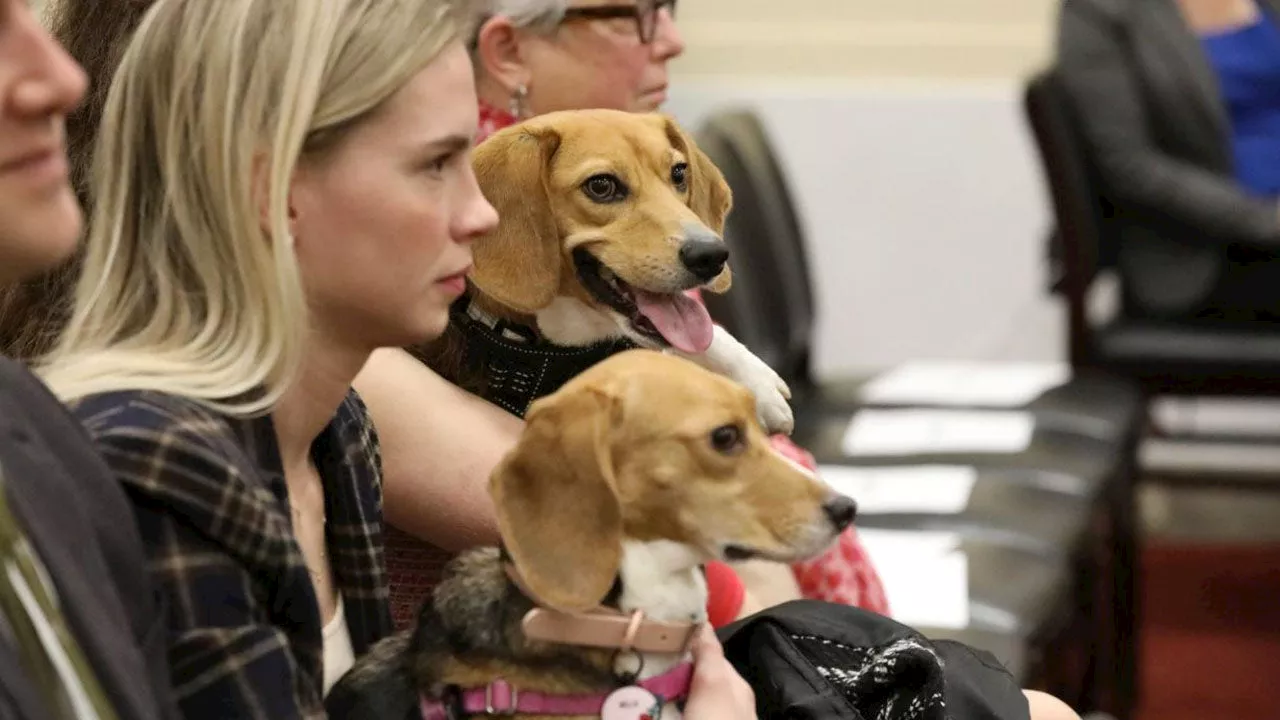 GOP Lawmaker Jokes About Therapy Dogs After 'Meltdowns' in Hearing, Says He's Upbeat After Seeing Beagles