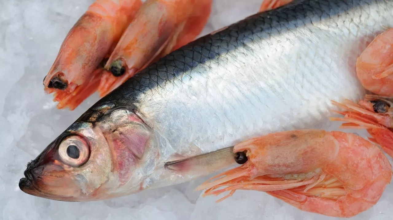 Microplastics Found in Nearly All Seafood Samples Off US West Coast