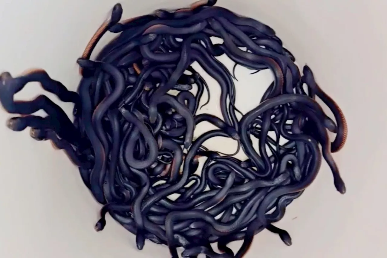 102 Venomous Snakes Found in Backyard During Snake Maternity