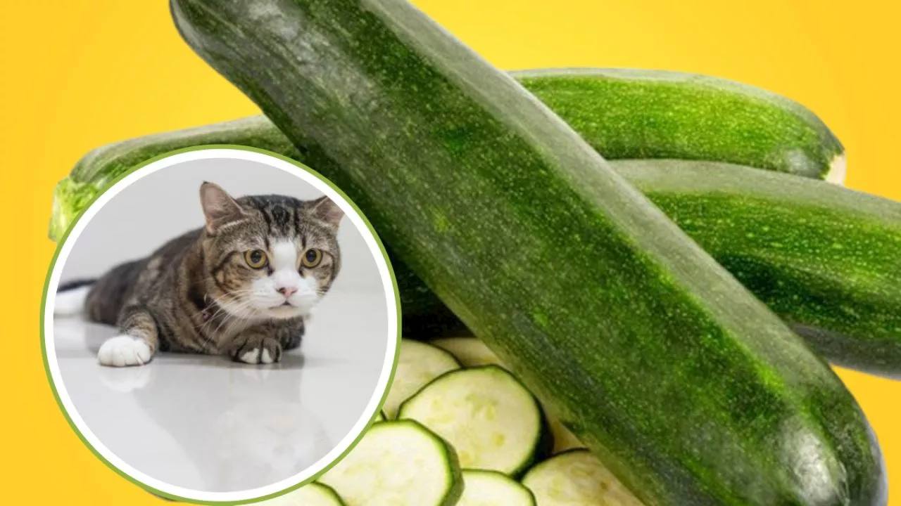 Calabacín: Un Alimento Saludable para tu Gato