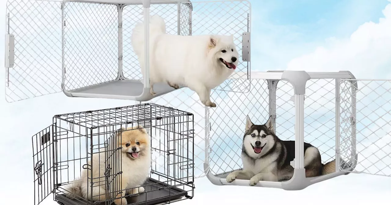 The Unexpected Benefits of Crate Training for Dogs