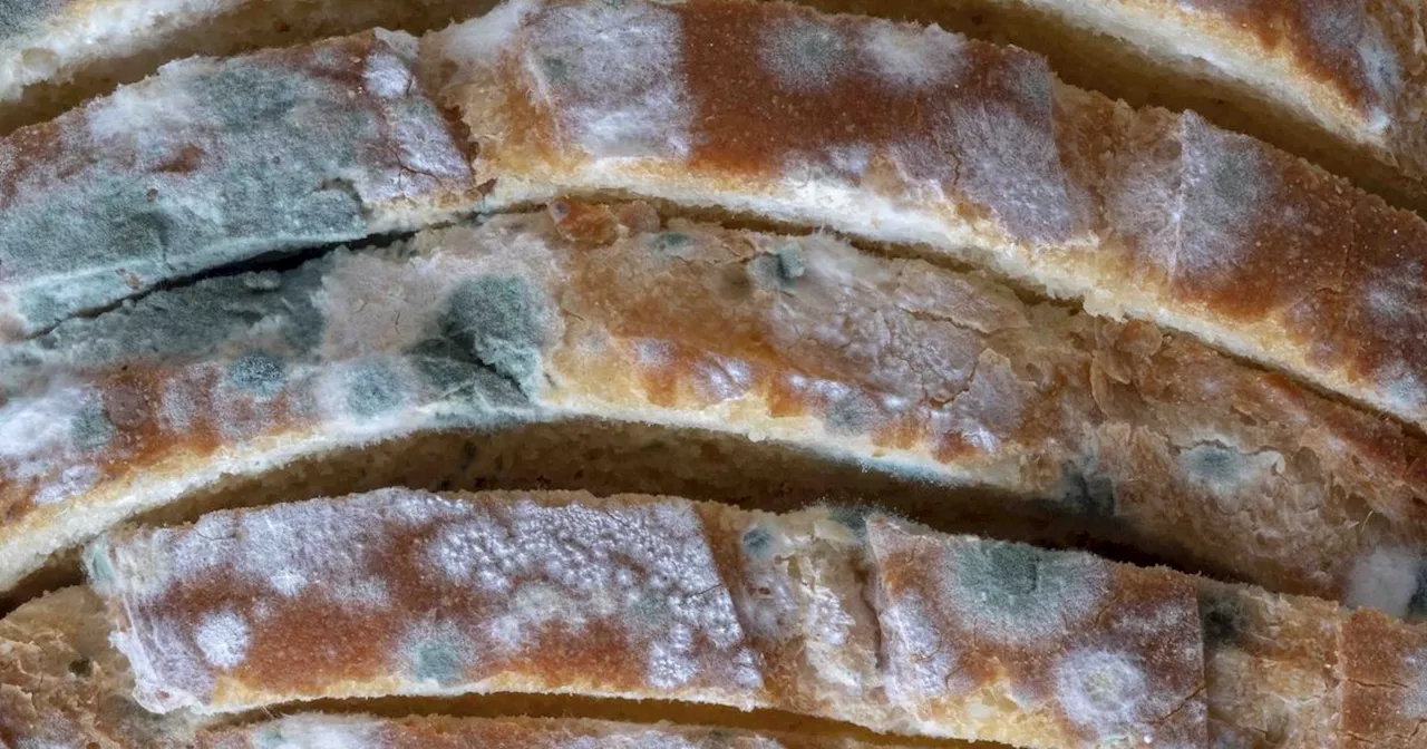 Is Moldy Bread Still Safe to Eat?