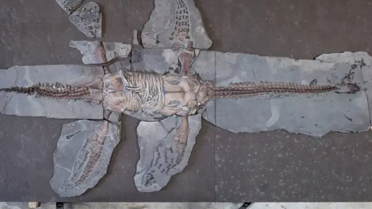 Ancient Plesiosaur Fossil Reveals Scaled Flippers