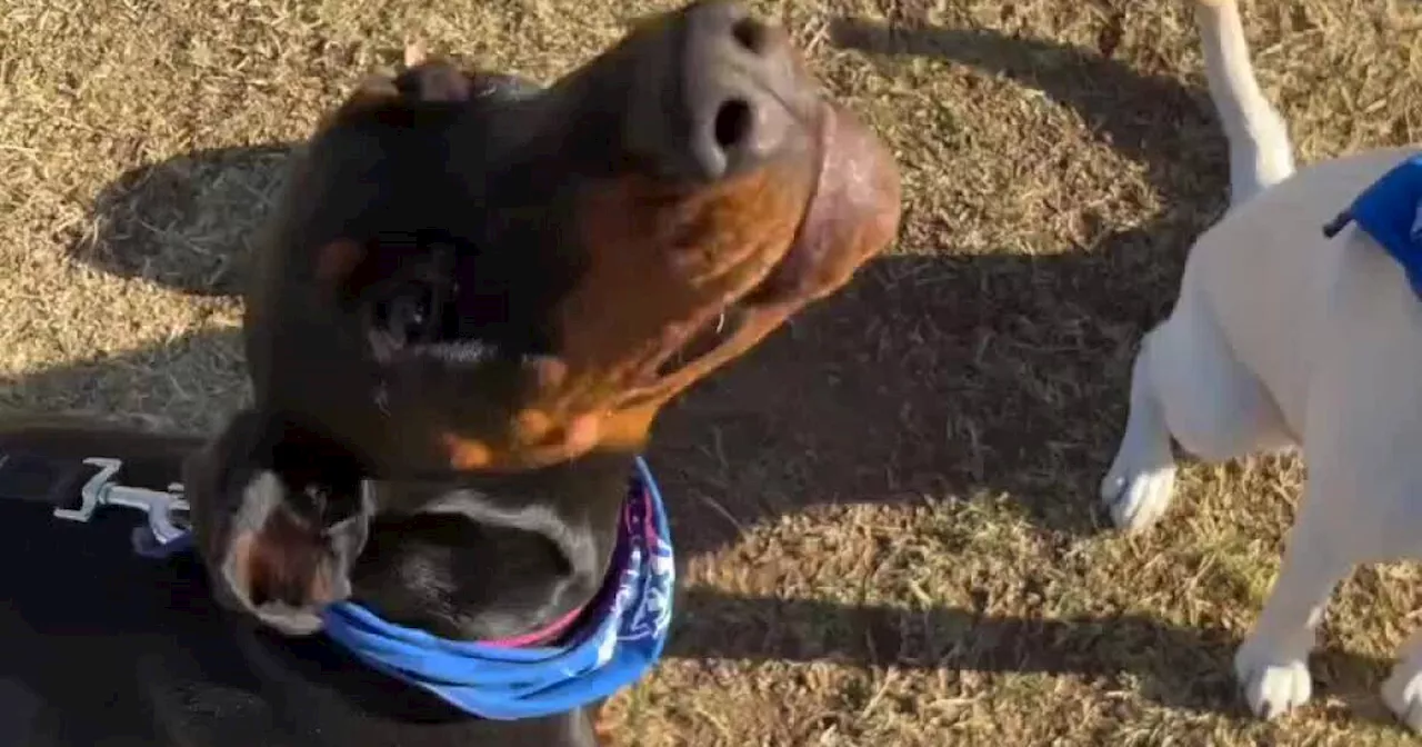 Arizona Puppies Ready to Pawsitively Steal the Show at Puppy Bowl