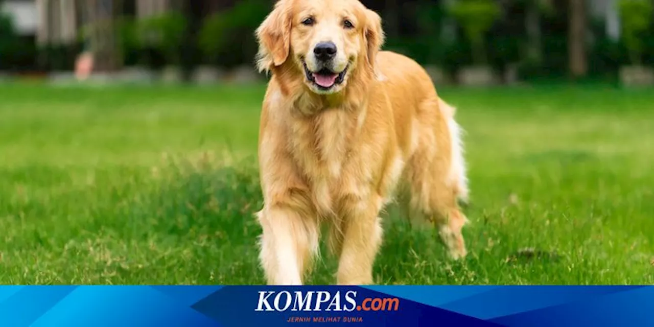 7 Ras Anjing Paling Aktif dan Suka Bermain