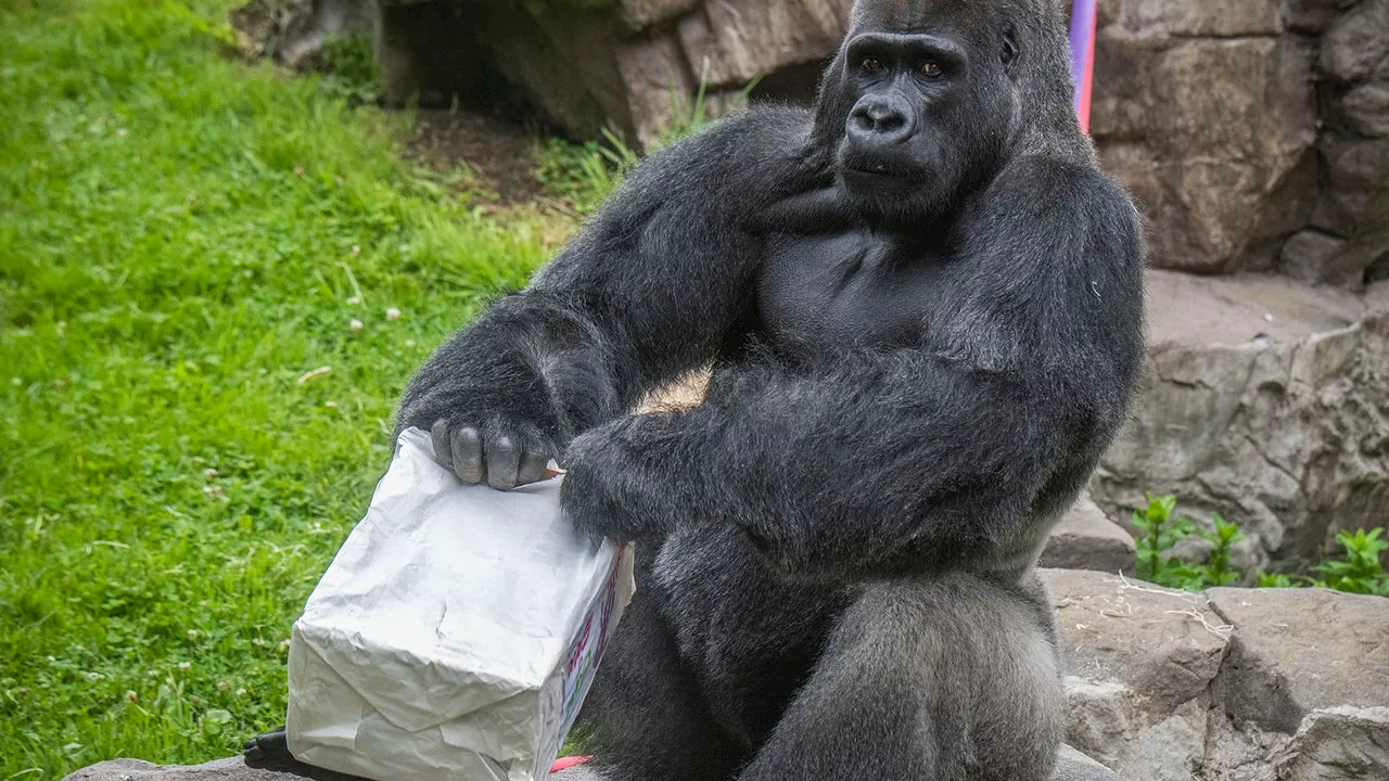 Endangered gorilla dies at San Francisco Zoo at age 43