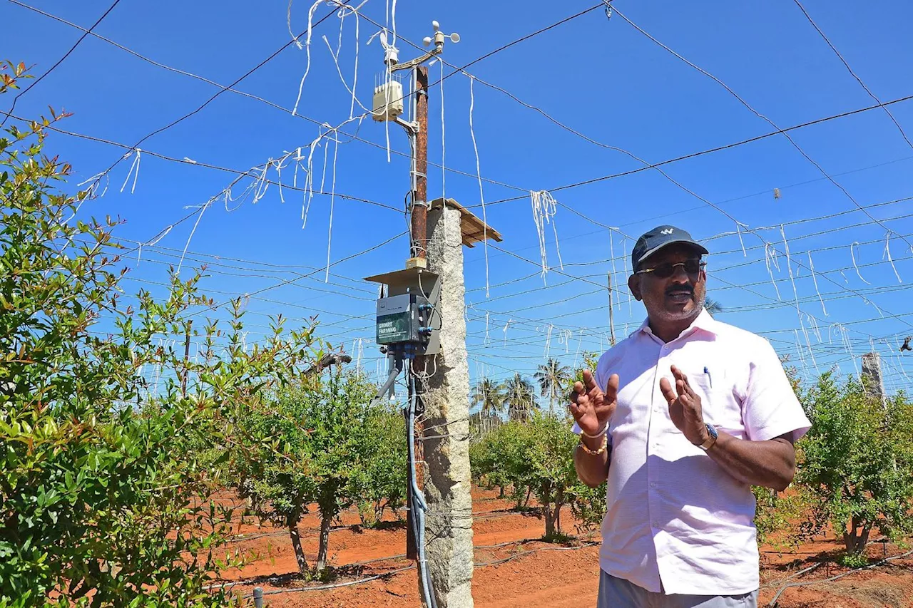 L'intelligence artificielle à la rescousse des agriculteurs indiens