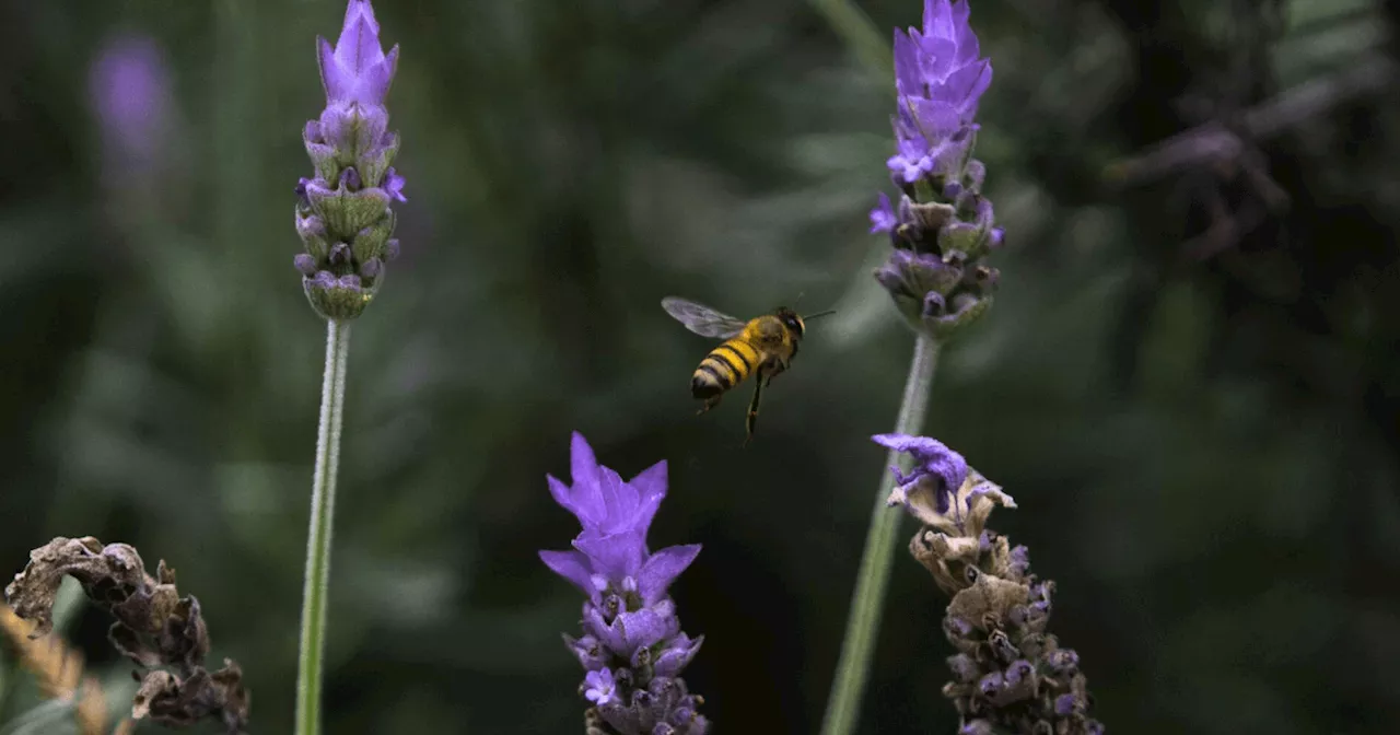 Diputado Propone Ley para Proteger a las Abejas en la Ciudad de México