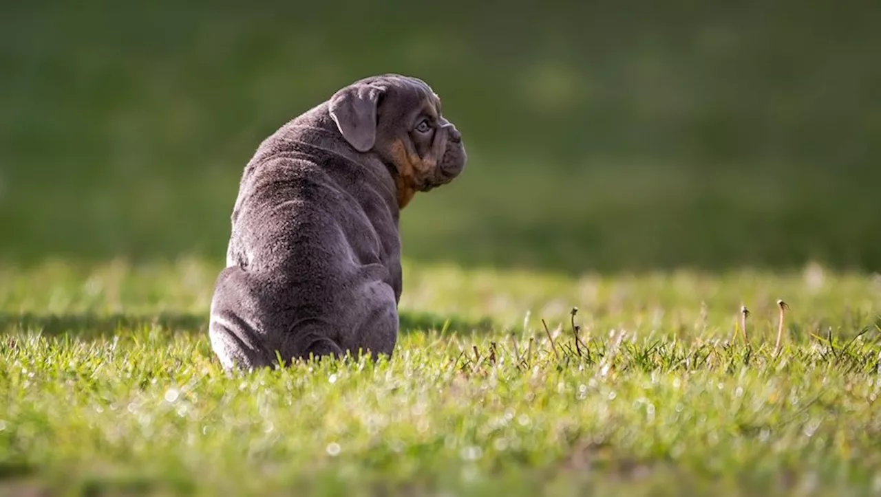 Empoisonnements de chiens à Bordeaux: Sept lieux signalés, deux décès