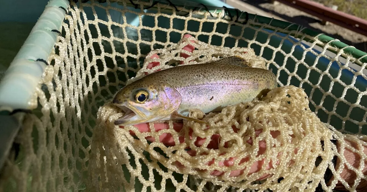 Steelhead Trout Rescued from Ash-Filled Creek After California Wildfire