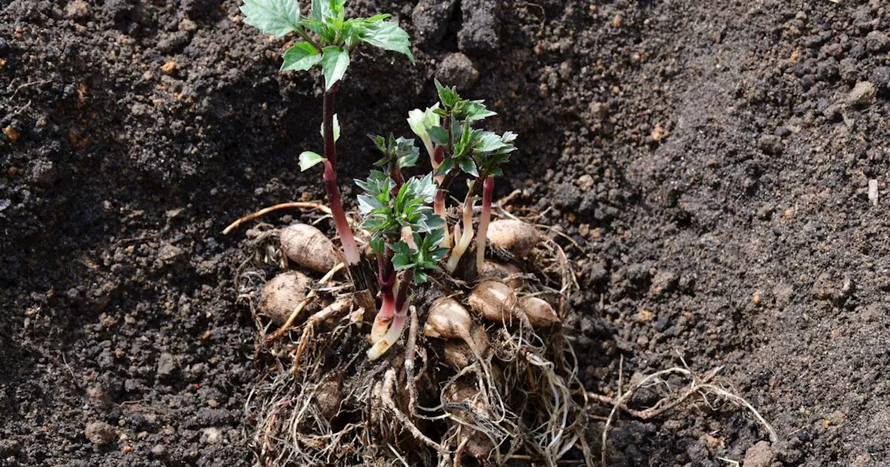 Peut-on laisser les bulbes de dahlias en terre pendant l’hiver ?