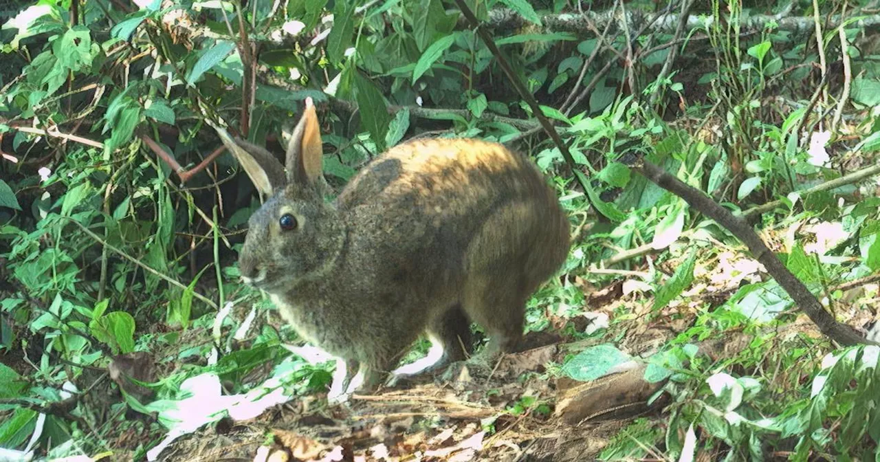 Une espèce de lapin considérée disparue depuis plus de 120 ans redécouverte au Mexique