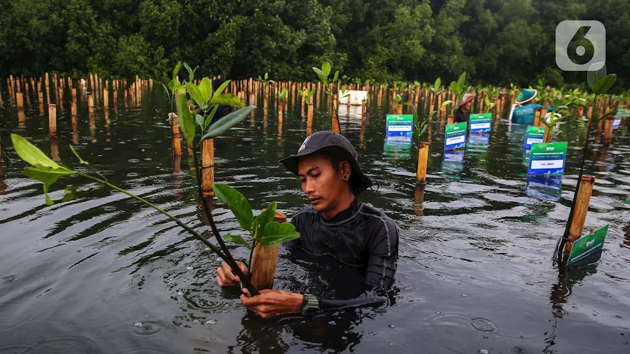 Giant Mangrove Wall: Solusi untuk Banjir Rob di Jakarta