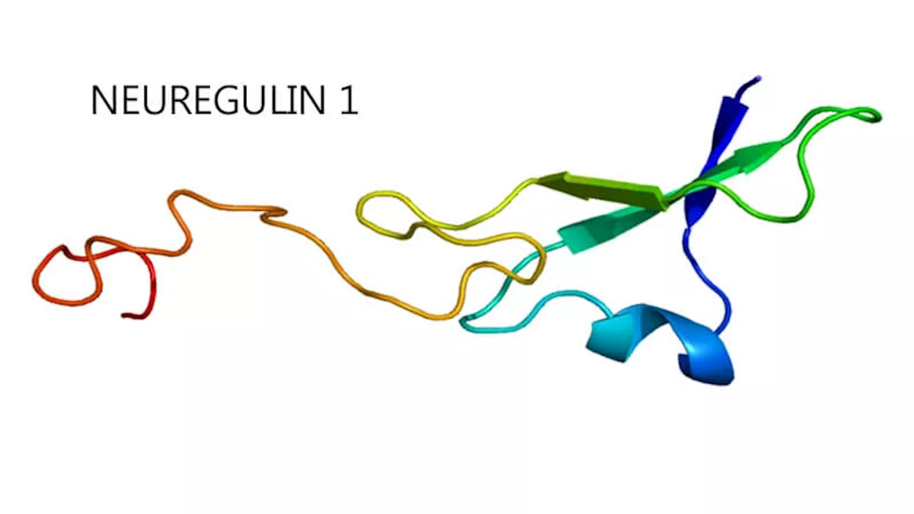 Zenocutuzumab Effective Against NRG1 Fusion Cancers