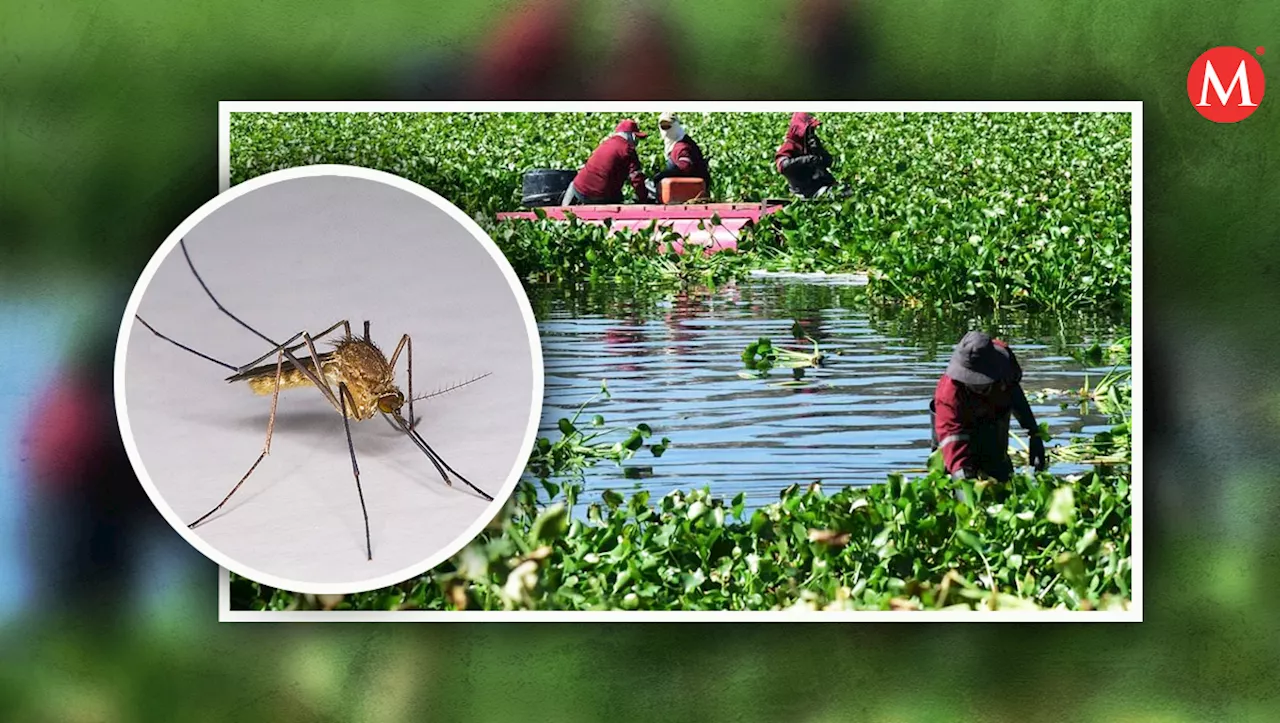 Lirio acuático amenaza a más de 22 mil habitantes de Tula, Hidalgo; Semarnat actúa