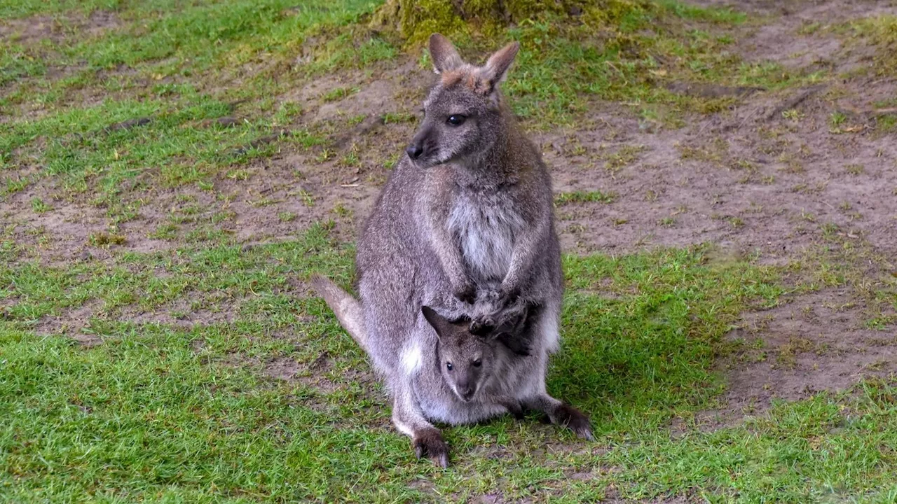 Erfolgreiche In-vitro-Fertilisation von Känguru-Embryonen: Hoffnung für bedrohte Beuteltiere