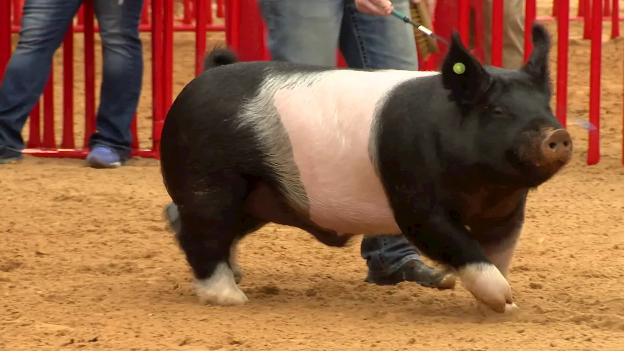 Junior Barrow Show: FFA and 4-H Students Showcase Pig Raising Skills