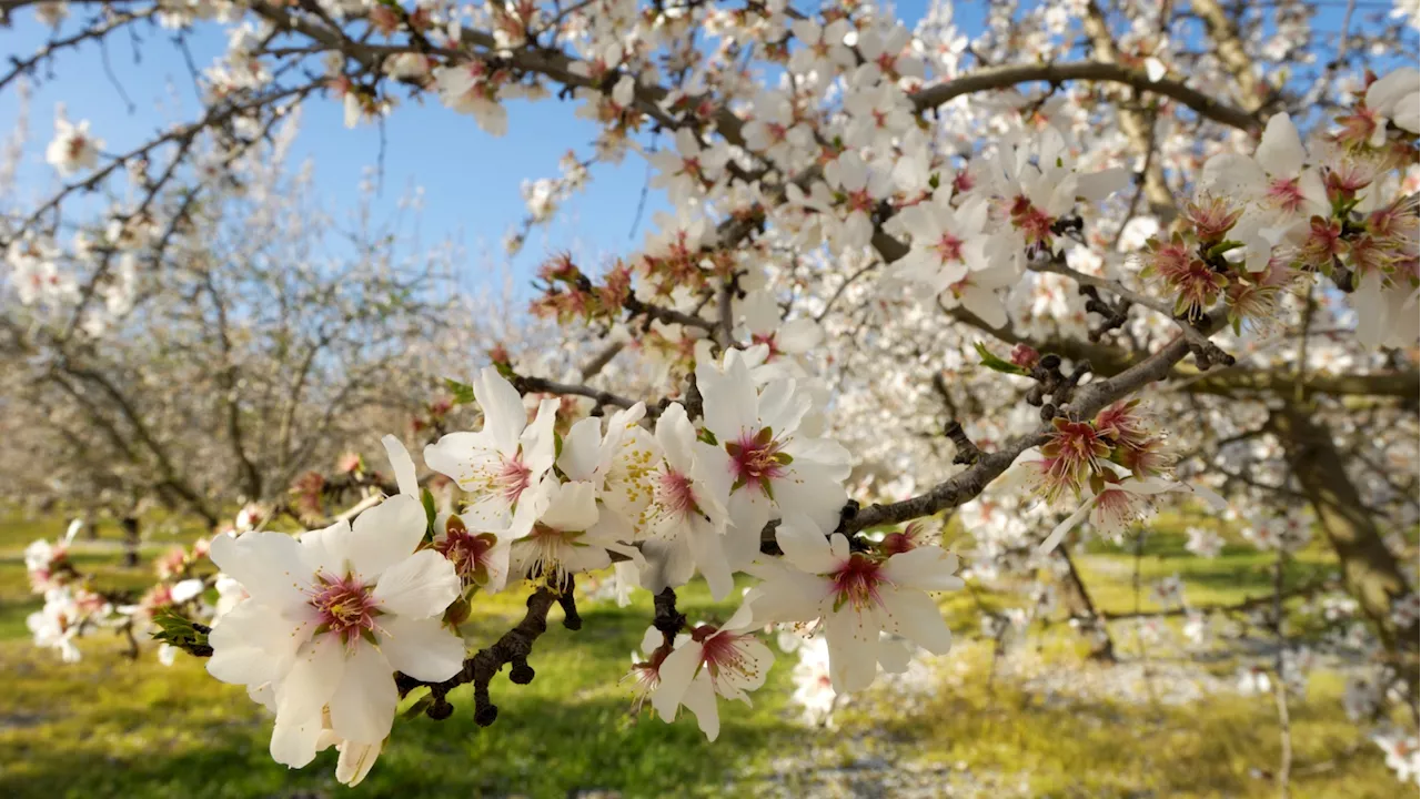 February gets flowery as the ‘Almond Blossom Cruise' returns to Modesto