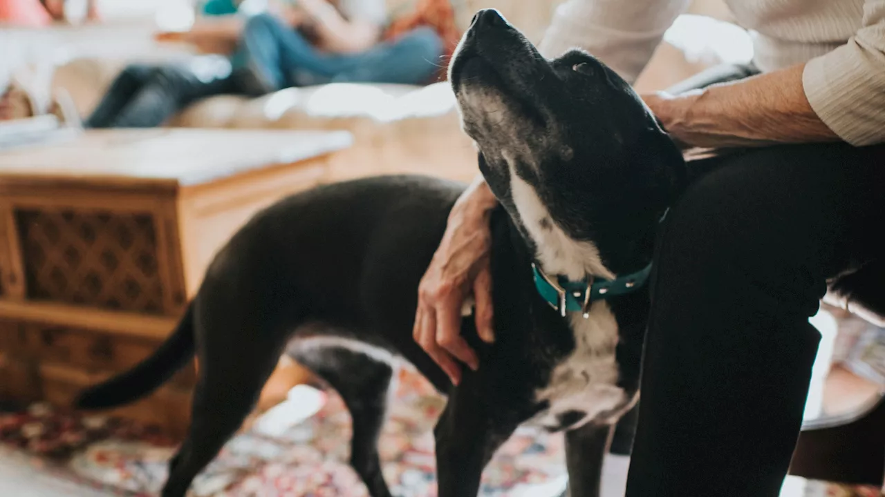 Rainy Weekend Adoption Event at Los Angeles Animal Center