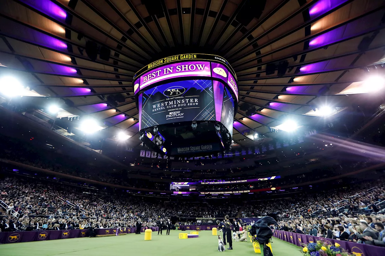 Westminster Kennel Club Dog Show Returns to Madison Square Garden