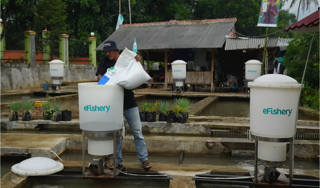 eFishery Scandal Shakes Southeast Asia's Startup Ecosystem Amid Funding Drought