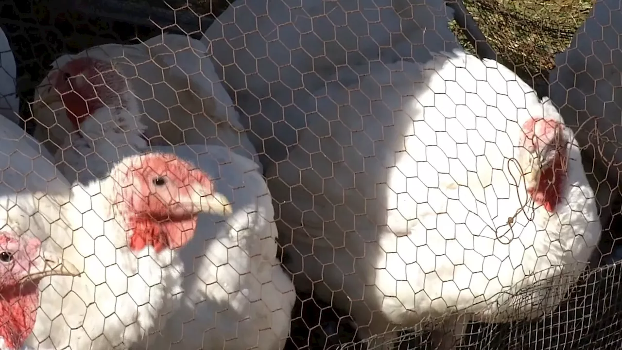 NY gov shuts down poultry markets after 7 cases of bird flu detected in NYC