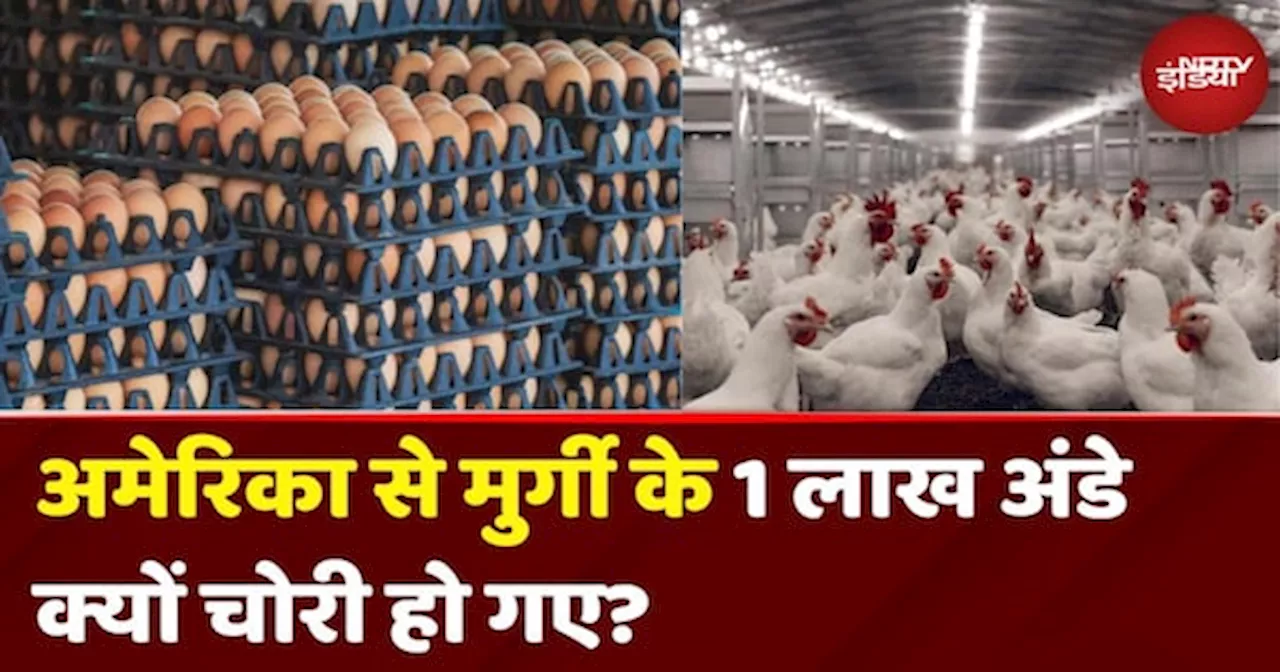 America जैसे ताकतवर मुल्क में लोग अंडे क्यों चुरा रहे? 1 लाख अंडे किसने चुराए| Eggs Stolen| Bird Flu