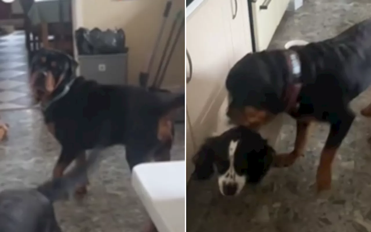 How Dog Lets 12-Year-Old Sibling Who Can Barely Hear Know When Mom's Home