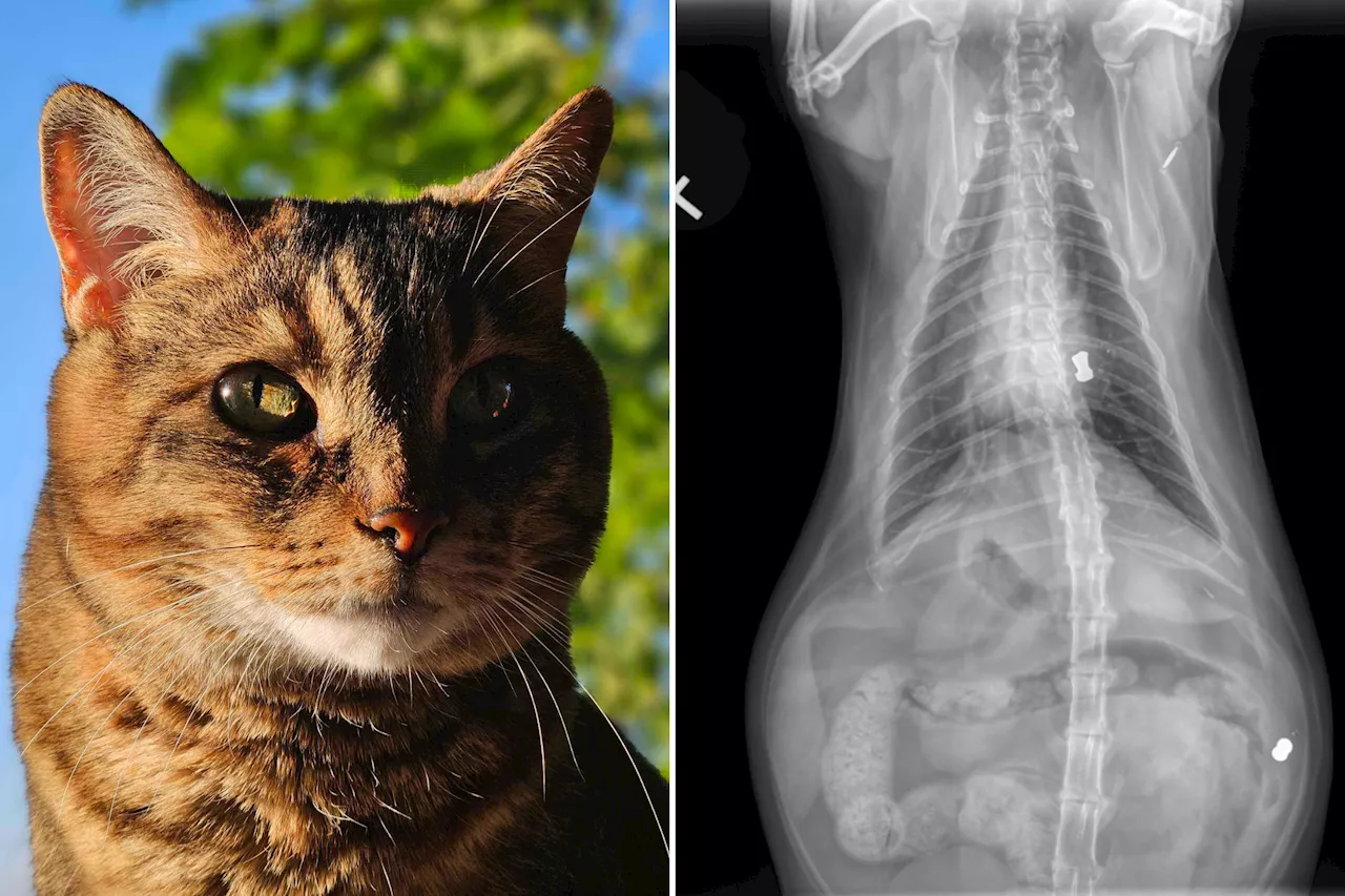 Rescue Kitten's Shocking Past Revealed After Owners Notice Limping