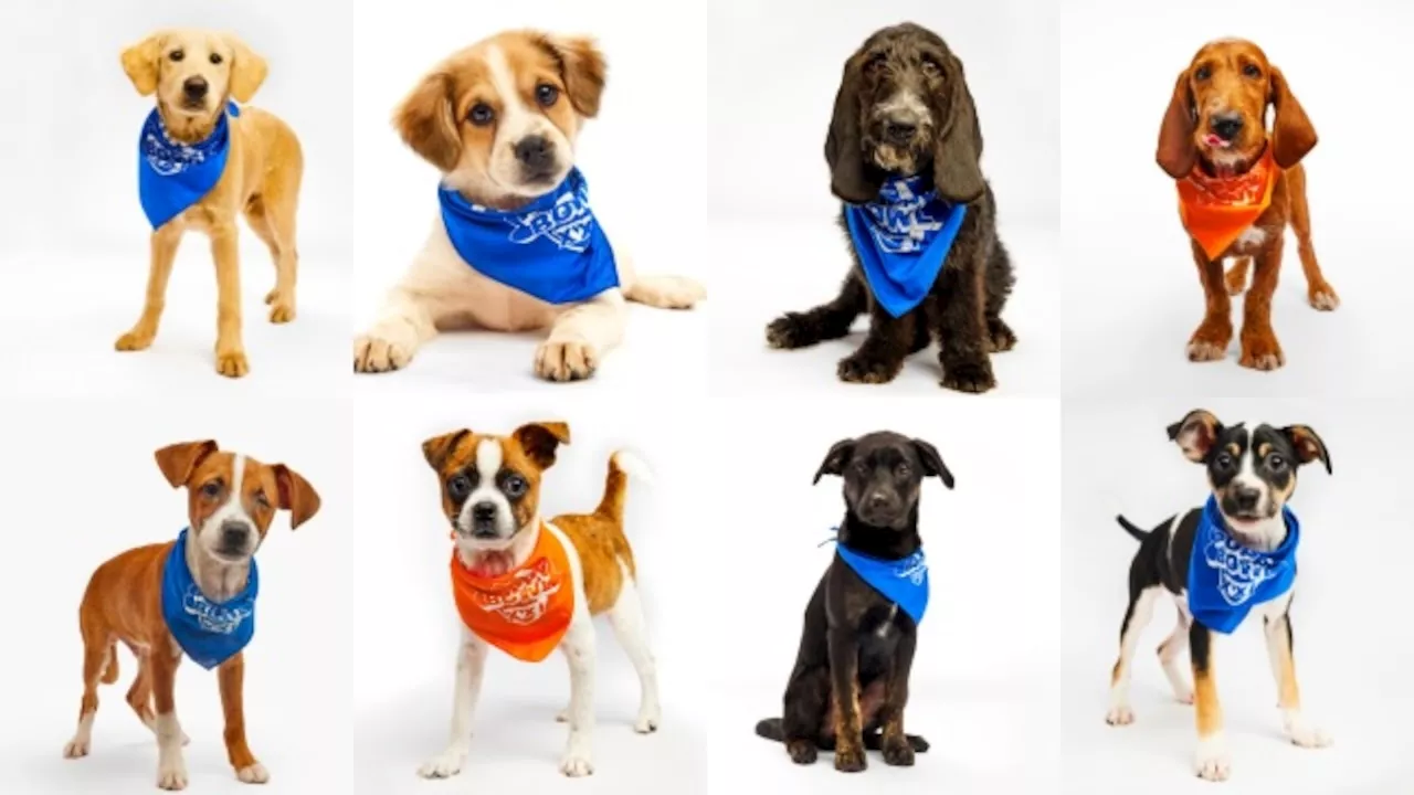 Puppy Bowl 2025: Meet the N.J. puppies, read the dog rescue stories, how to watch