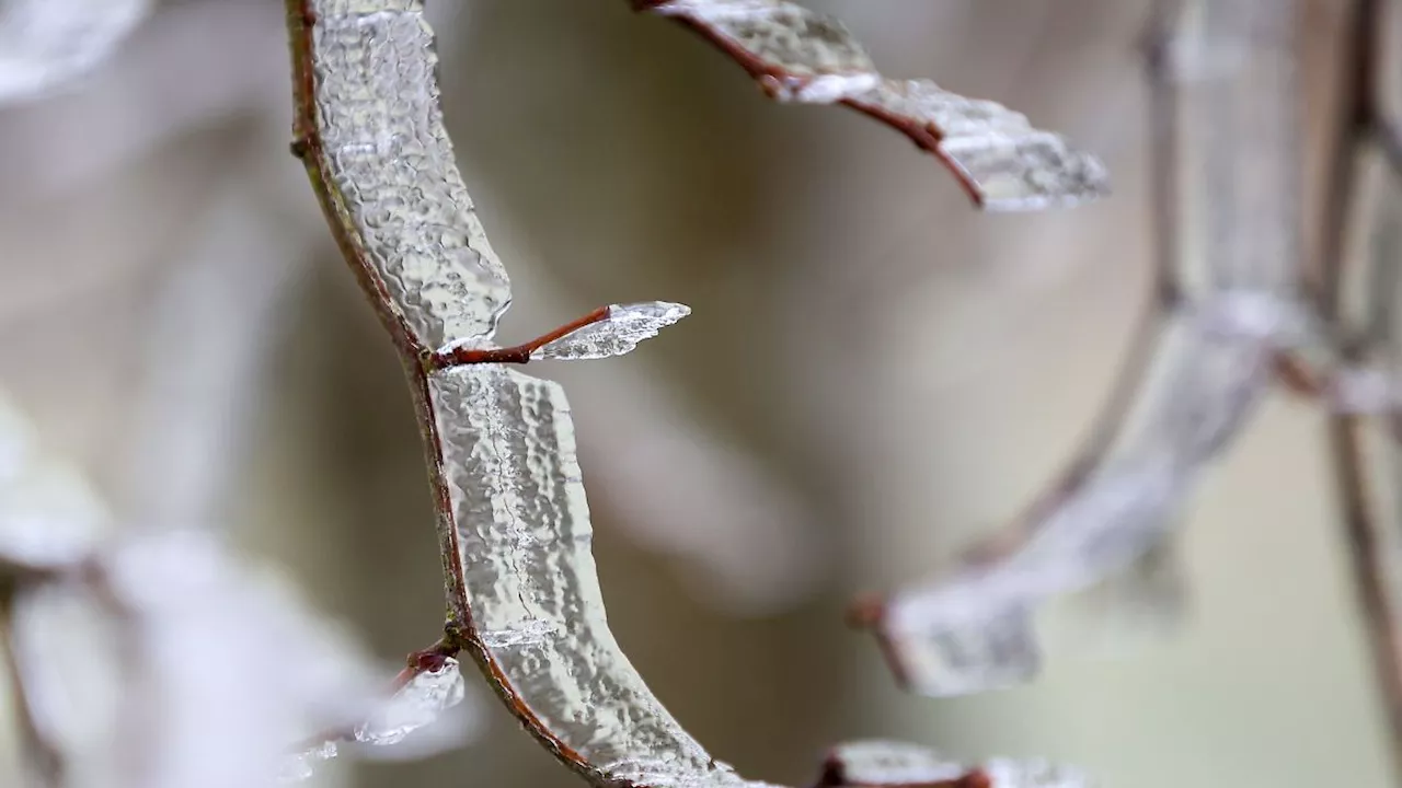 Baden-Württemberg: Weiter Frostnächte, aber Frühblüher am Start