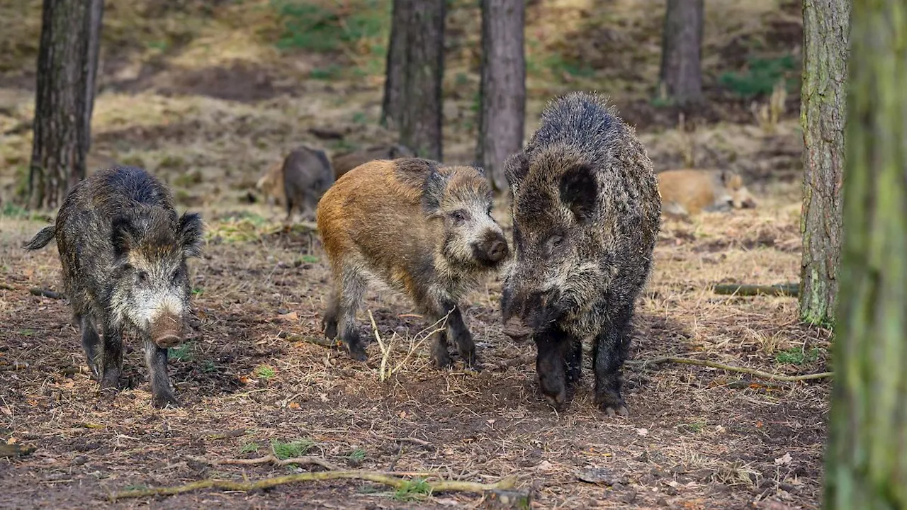 Hamburg & Schleswig-Holstein: Wildschweinjagd auf der Autobahn