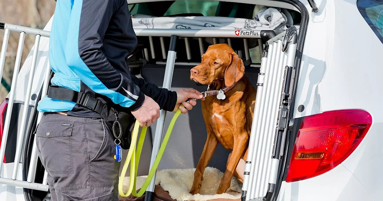 Sicher mit Hund Autofahren: Tipps für stressfreie Reisen