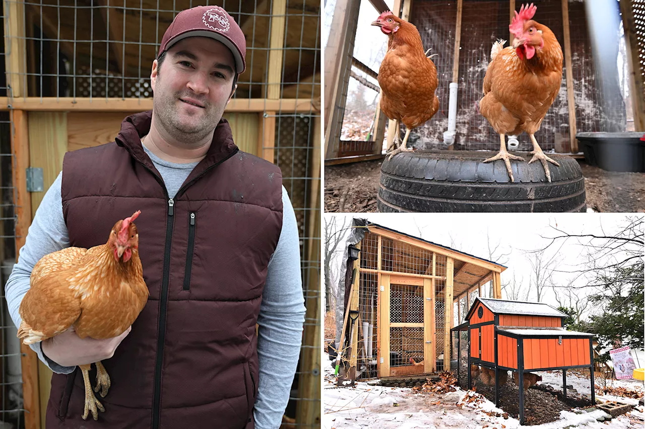 NYers are beating rising egg prices with their very own chicken coops: 'I don't worry about where my eggs are coming from'