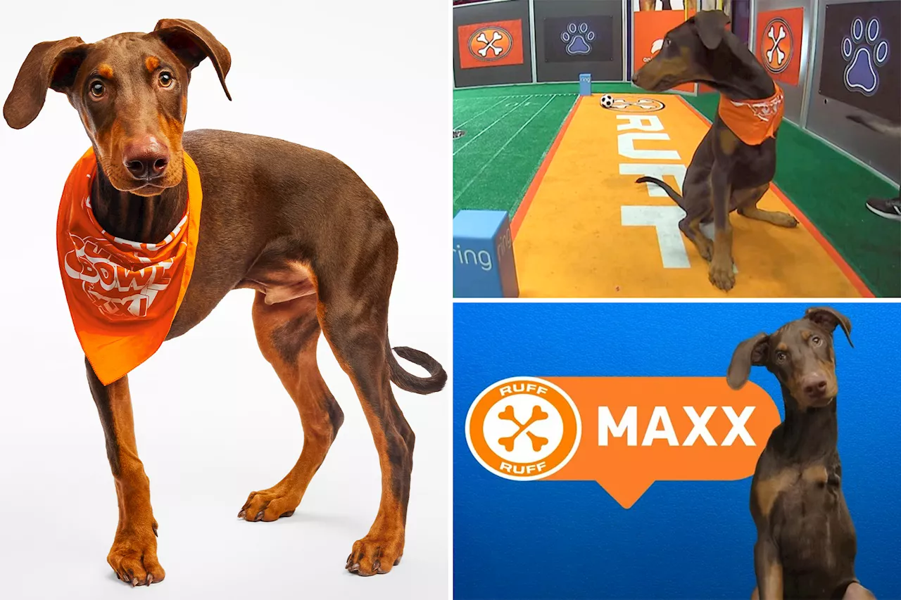 Three-Legged Doberman Pinscher 'Maxx' Stars in Discovery's Puppy Bowl