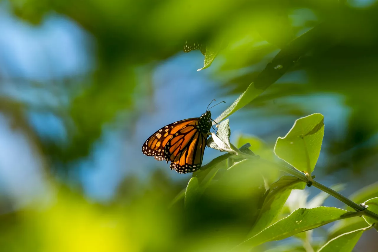 Where have the butterflies gone? Monarch count nears 30-year low