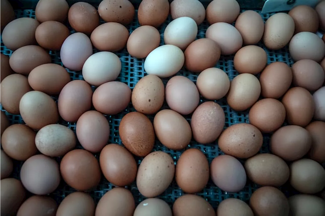 Thieves make away with 100,000 eggs valued at $40,000 from a Pa. egg farm