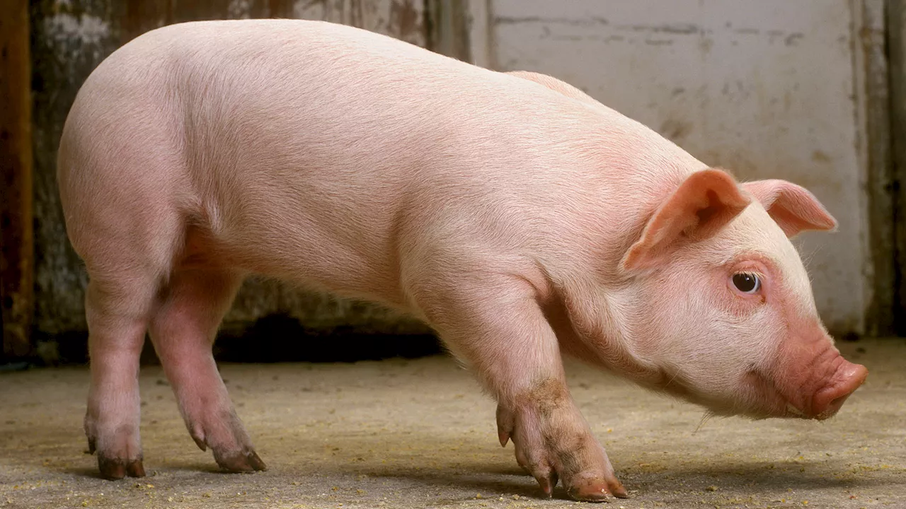 Lab-Grown Human Teeth Take Root in Pigs