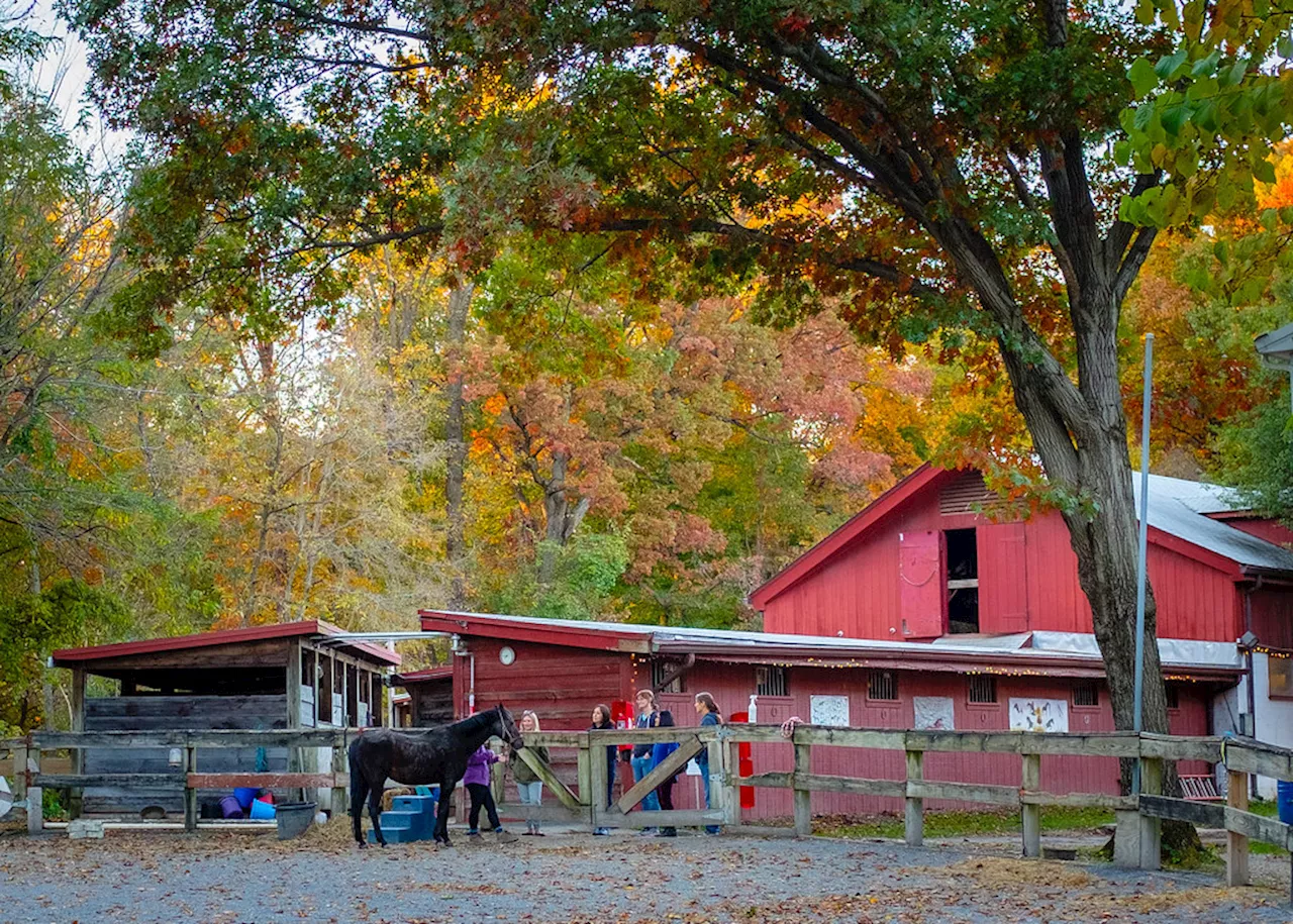 Rock Creek Park Horse Center Closing Without Notice, Community Urged to Act