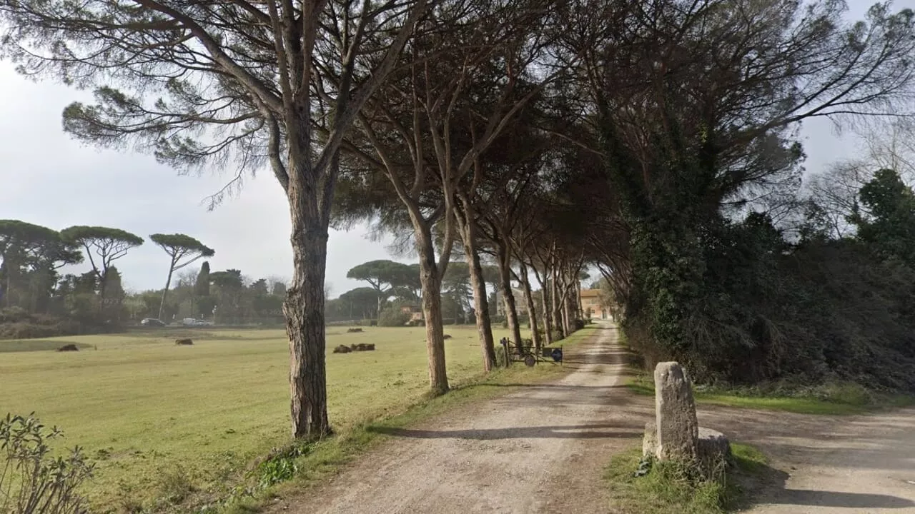 Ostia Antica saluta i pini: via libera all'abbattimento di 22 alberi