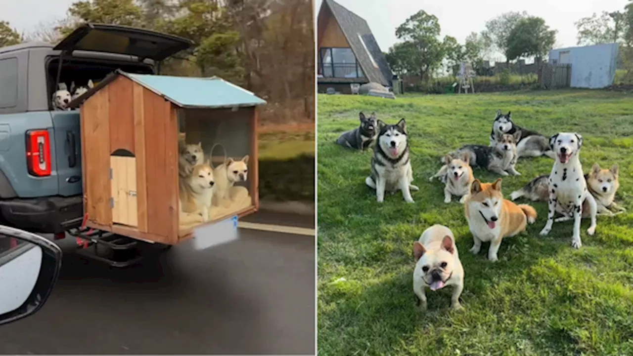 Man Drives 9 Dogs Home for Chinese New Year Celebration