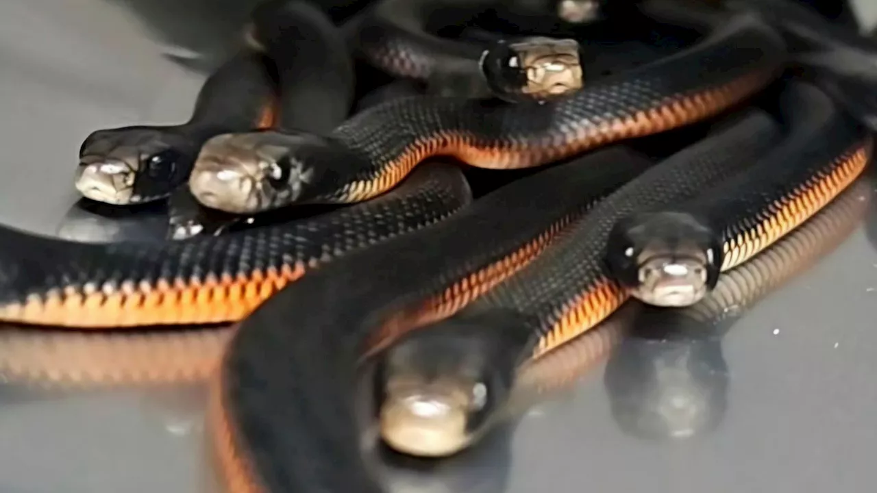 102 Venomous Snakes Found in Sydney Backyard