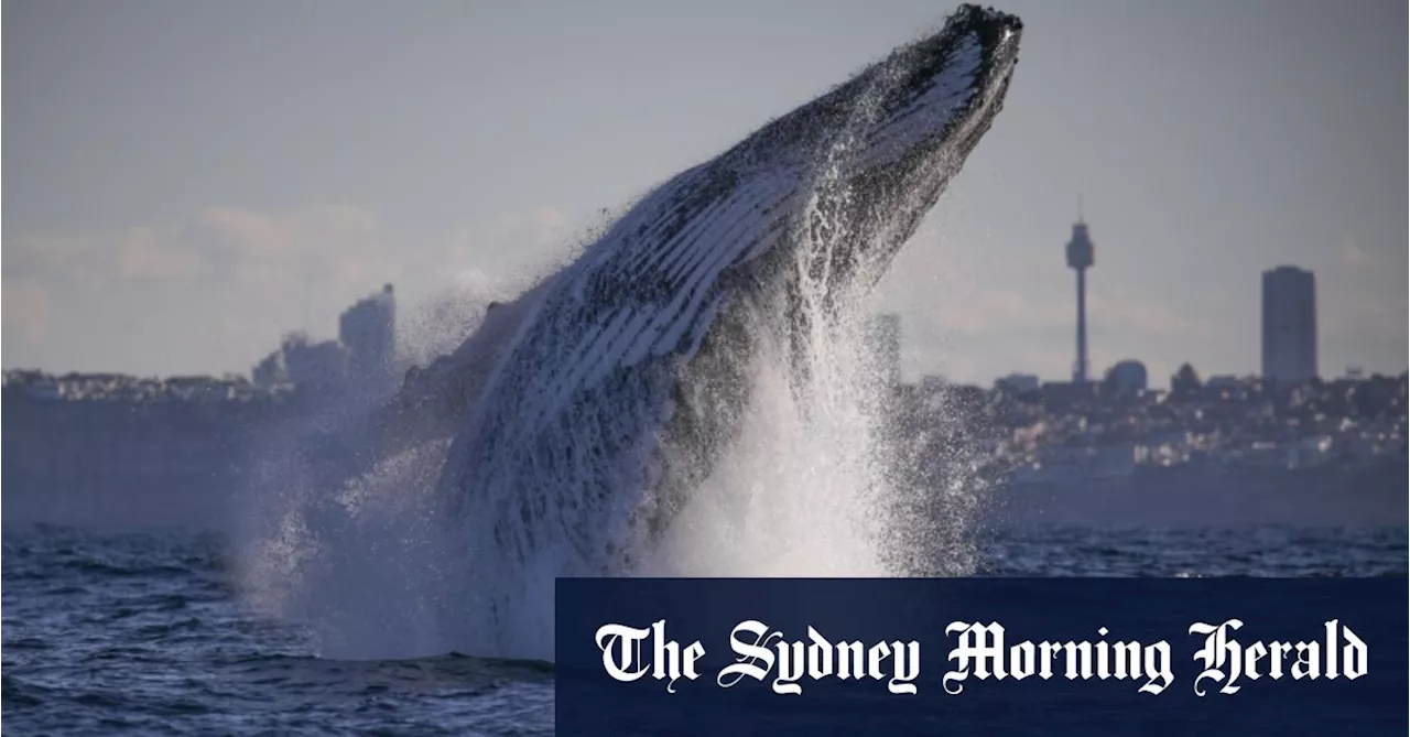 Humpback whales sing the way humans speak