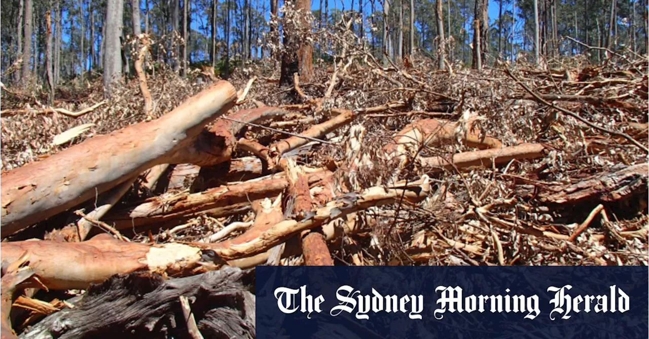 Logging Firm's Data Errors Cast Shadow Over Great Koala National Park Launch