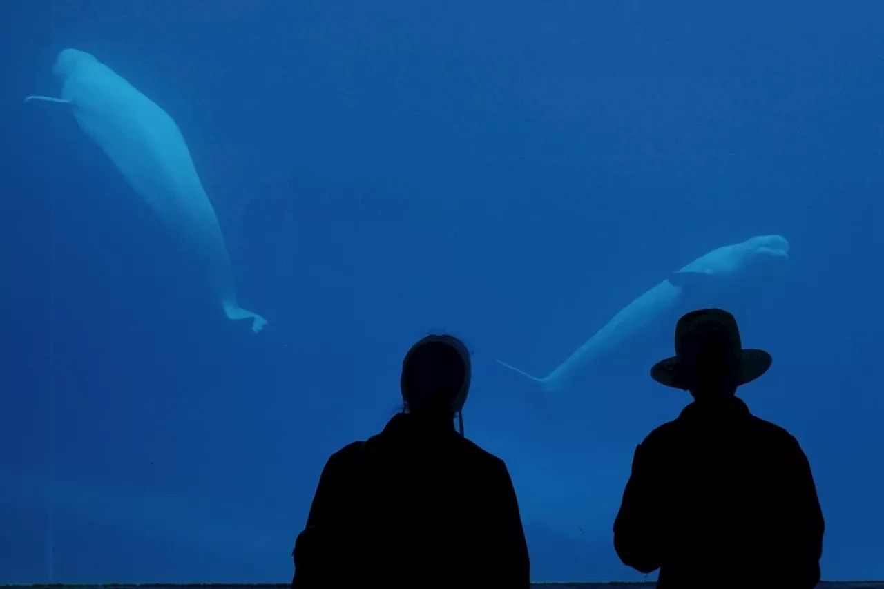 Marineland Euthanizes Seven-Year-Old Beluga Whale After Long Health Struggles