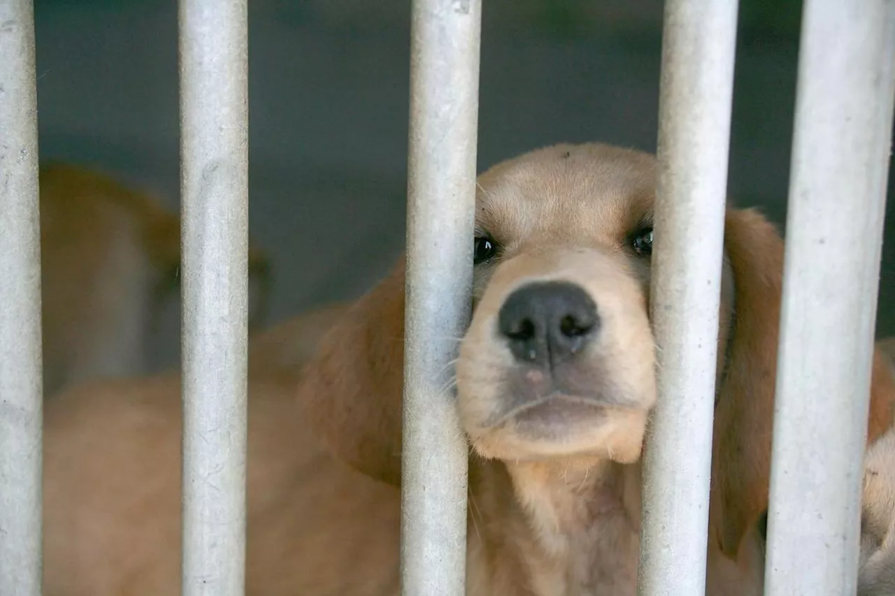 Les chiens sont moins facilement adoptés