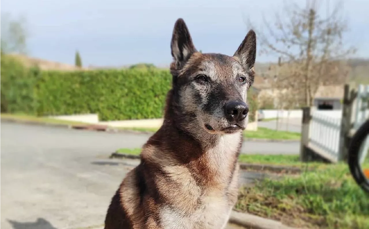 Mais où est passé Élan, chien des pompiers de Libourne, il y a quatre ans ?