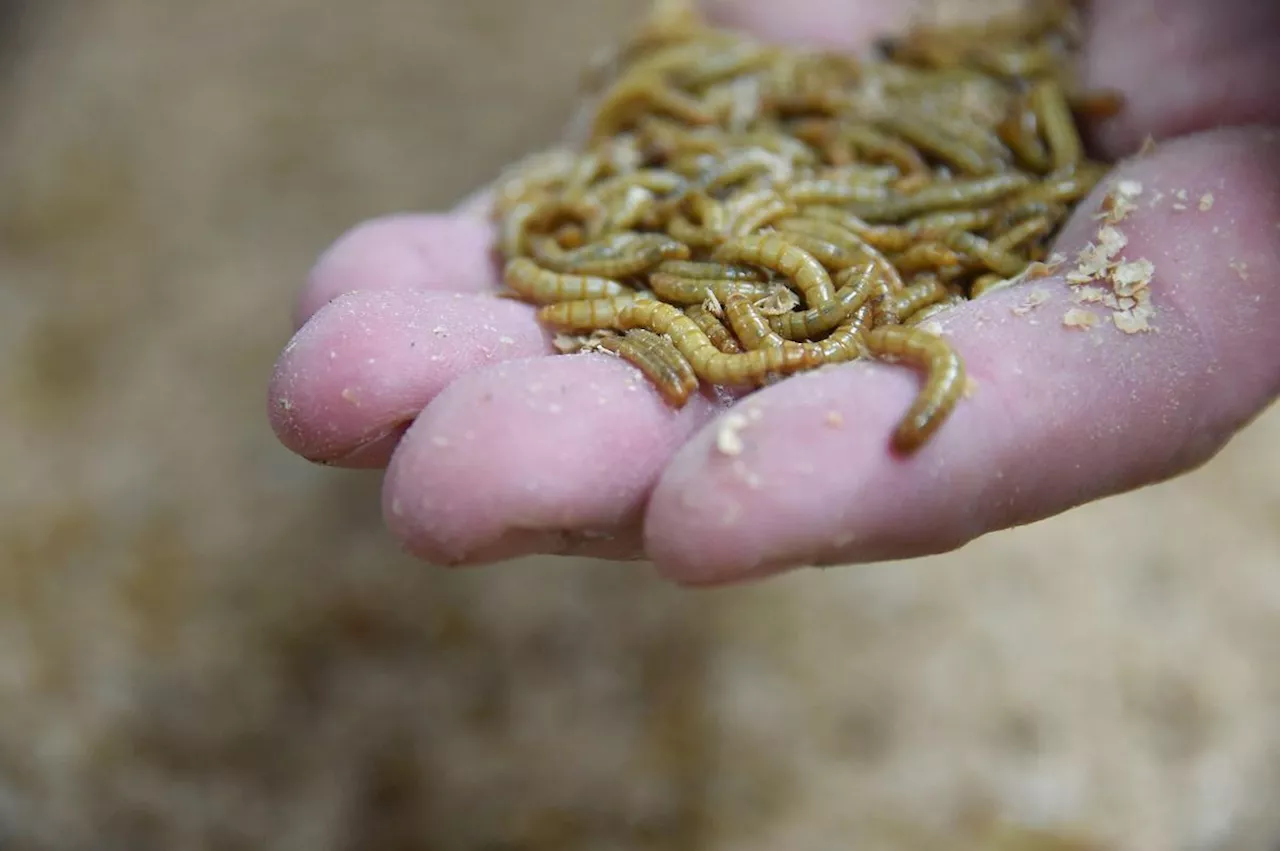 Qu’est-ce que la « poudre de larves », cette farine d’insectes bientôt utilisée dans certains aliments ?