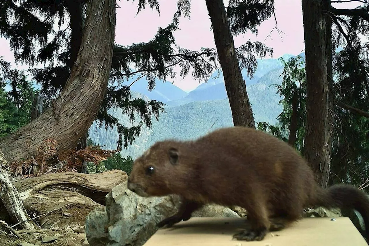 Technologically-Advanced Scale Helps Researchers Track Health of Vancouver Island Marmots