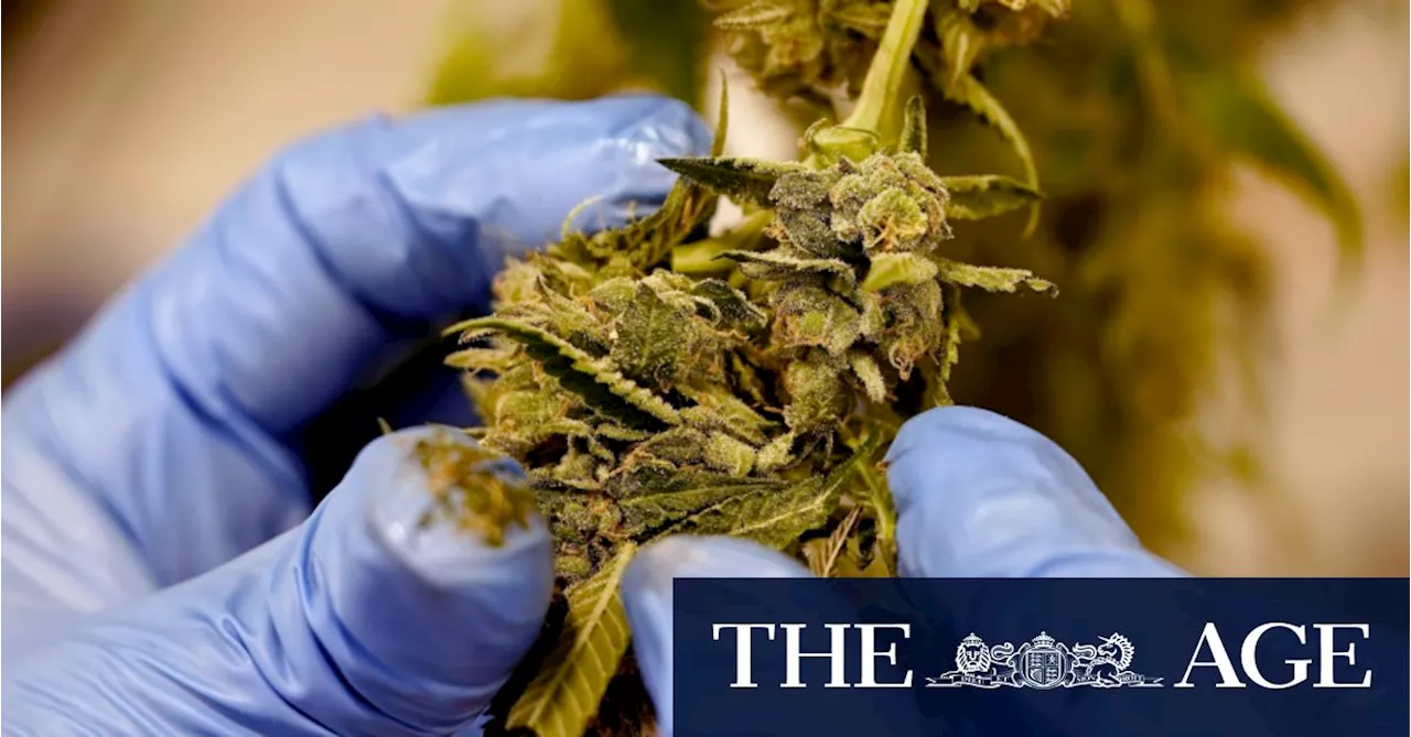 Cannabis Use Disorder Linked to Increased Death Risk